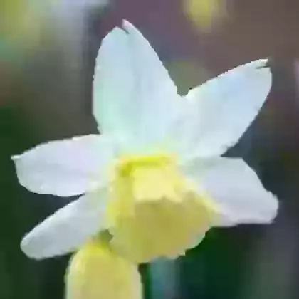 Tresamble